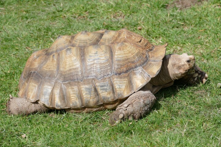African spurred tortoise citrus county