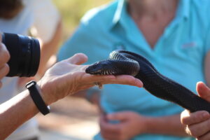 Indigo snake also endangered
