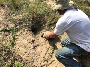 gopher tortoise burrow
