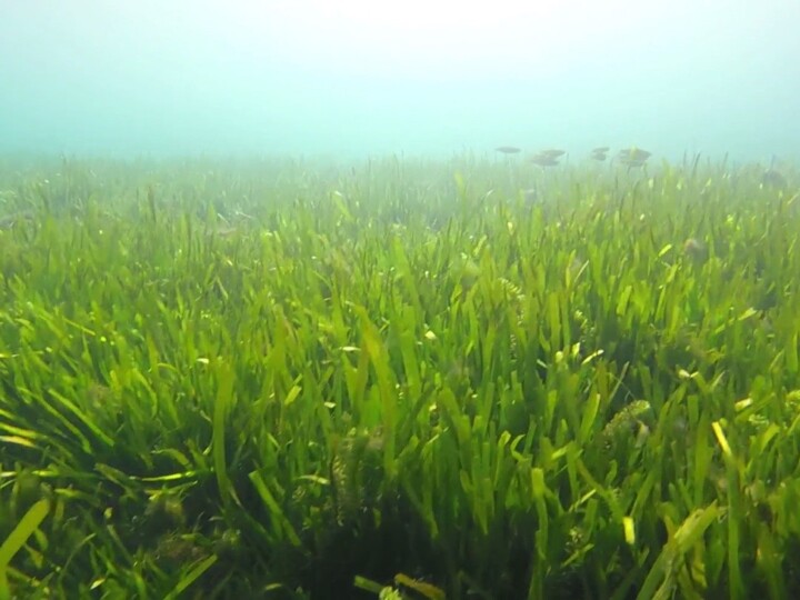 eel grass