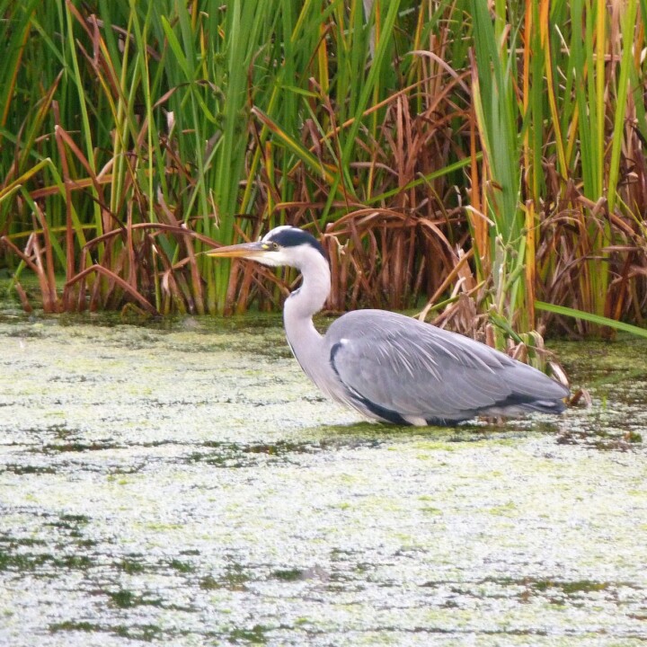 Environmental Consulting Wetland survey heron